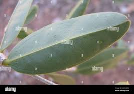 Image result for Strychnos pungens