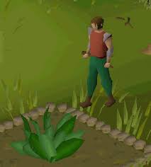 Yeena lives in the town of act 2, the forest encampment. Farming Osrs Wiki