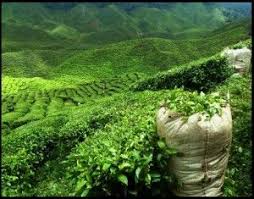 Yesil Cayin Saca Faydalari Nelerdir Sac Cikartan Bitkiler Yesil Cay Yesil Bitki