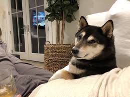 Black And Tan Shiba Inu Corgi Shiba Inu Mix Reviewed By Vets 3 Reasons To Avoid Doggypedia In 2020 Shiba Inu Shiba Inu Black Shiba Inu Mix