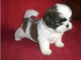 We did not find results for: Stunning Shih Tzu Puppies For Sale Dogs Puppies For Sale With Free Advertising On K9trader Uk Shihtzu Puppies Shih Tzu Puppy Shitzu Puppies