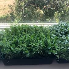 The kitchen is where you should pay attention to the interior especially the dining table instead of merely functioning as cooking space. Indoor Garden Ideas Growing Microgreens On A Windowsill Star Of Nature