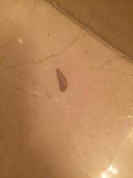 Worm toilets require no traditional flushing and aren't hooked up to a sewer system — instead, worms compost the worm toilets smell a lot better than a pit latrine, and don't breed mosquitoes either. White Worms In Toilet The Worrying Reason Why These Little Black Worms Swim In Your Toilet