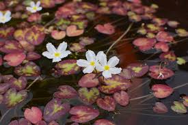 Image result for Nymphoides forbesiana