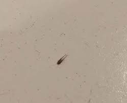 Pin Auf Silberfische Bekampfen