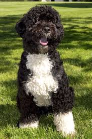 Anyone with a dog who sheds too much knows how hard is to handle a dog's hair can be. A Guide To Big Dogs That Don T Shed Non Shedding Big Dog Breeds
