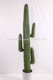 A wide variety of cactus plants for sale in bangalore with reasonable price; 32 Cactus Ideas Cactus Cacti And Succulents Cactus Plants