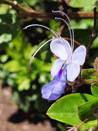 Image result for Rotheca