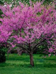 Bodhi tree meaning implies that you need to see the beauty of determination by willing to take courage now. Western Oklahoma Redbud Tree Redbud Tree Eastern Redbud Tree Eastern Redbud