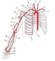 The arteries and veins on the vessel man model note that pulmonary arteries and veins are colored by type in the labels but colored red or blue based on oxygenation on the model itself. Module 16 Blood Vessels Labeling Flashcards Quizlet