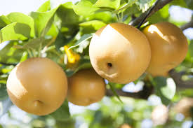 Fruit flavor is especially excellent in hot climates. Pyrus Pyrifolia Shinseiki Asian Pear