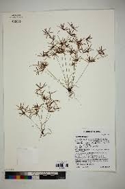Image result for Cyperus amabilis