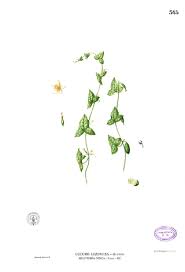 Image result for Zehneria parvifolia