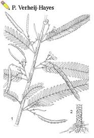 Image result for Aeschynomene afraspera