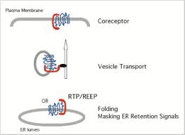 Function, proteins, disorders, pathways, orthologs, and expression. Rtp Family Members Induce Functional Expression Of Mammalian Odorant Receptors Cell