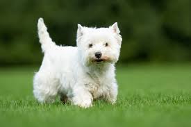 Image result for white yorkshire terrier