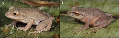 Image result for Pristimantis bambu