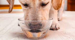 Water makes up more than 70% of your dog's body by weight, so don't panic if your dog is looking a little parched just after waking up from a puppy dream, just tasty water alternatives. Dog Drinking A Lot Of Water A Guide To Excessive Thirst In Dogs