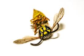 Wespen Oder Hornissennest Nabu Kaiserslautern Und Umgebung