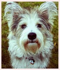 Mini Schnauzer Welsh Pembroke Corgi Schnorgi I Want One Dog Love Corgi Pembroke Corgi