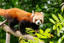 The origin theory of the name sikkim is that it is a combination of two limbu words: Red Panda Zoo Berlin