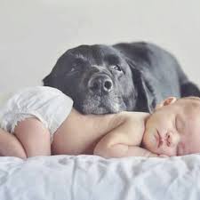 Adorable Newborn And Dog Newborn Photoshoot Newborn Pictures