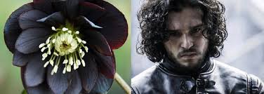 It is a very philosophical book, full of hidden meanings). Game Of Thrones A Flower Every Character Floraqueen Blog