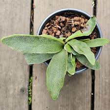 Image result for Platycerium