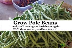 Growing beans on a pole or trellis may seem like a lot of extra work to save space in your garden. Grow Pole Beans On A Bean Trellis For Easy Picking And Preserving