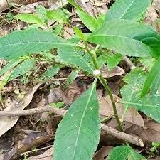 Image result for Struchium