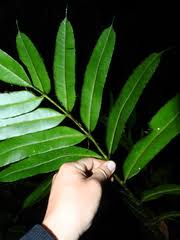 Image result for Rhytachne latifolia