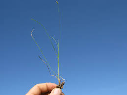 Image result for Abildgaardia ovata