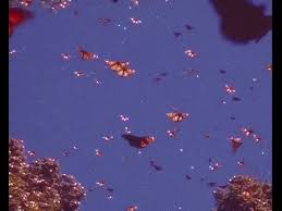 In the large butterfly png gallery, all of the files can be used for commercial purpose. Butterflies Aesthetics Youtube