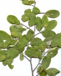 Image result for Erythroxylum zambesiacum