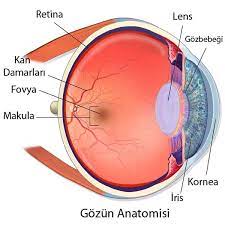 Goz Yasi Nedir Bilgiustam Endokrin Sistem Egitim Felsefesi Gozler