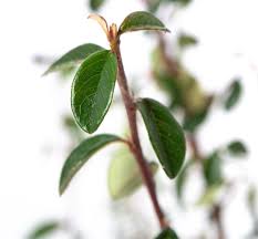 I wouldn't even bother trying to produce a cotoneaster standard on it's own roots. Kriechmispel Skogholm Cotoneaster Dammeri Skogholm Gunstig Online Kaufen