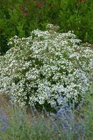 Festival Star Baby S Breath Gypsophila Paniculata Danfestar Rose Companion Plants Perennials Flowers Perennials