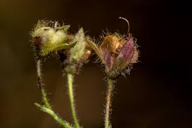 Image result for Veronica abyssinica