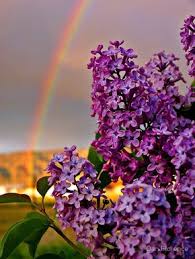 Rainbow Over Lilacs The Month Of May Framed Print By Dan Florence In 2021 Flowers Photography Beautiful Flowers Lilac Flowers