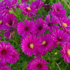 Image result for Asters `Jenny