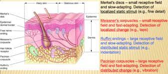 These are tonic receptors present in skin, near the border of the dermis and epidermis. Chapter 12 Somatic Sensory System Flashcards Quizlet
