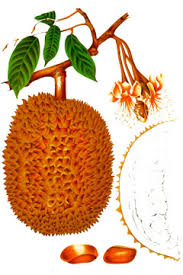 Grafted fruit trees & dwarf coconut. Durio Zibethinus Durian Pfaf Plant Database