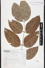 Image result for Isoberlinia tomentosa