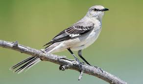 Found throughout north america, northern mockingbirds in the northernmost areas migrate south for the winter. Mockingbird Spotted For First Time In 30 Years Britain S Rarest Birds Listed Nature News Express Co Uk