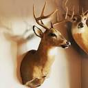 Nature Of The Beast Taxidermy | Moosic PA