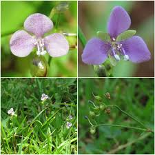 Image result for Murdannia semiteres