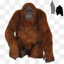 Orangutans coloring pages | free coloring pages Orangutan Png Sumatran Orangutan Baby Orangutan Orangutan Monkey Orangutan Swinging Black And White Orangutan Orangutan Wallpaper Orangutan Coloring Pages White Orangutan Cleanpng Kisspng