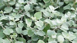 Image result for Helichrysum panduratum