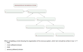 Solved Organization Of The Nervous System A B C D E