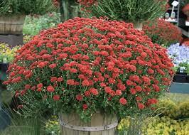 As the plants increase in size and summer brings warmer temperatures, your watering should increase proportionately. Why Should I Water Mums From The Bottom Mississippi State University Extension Service